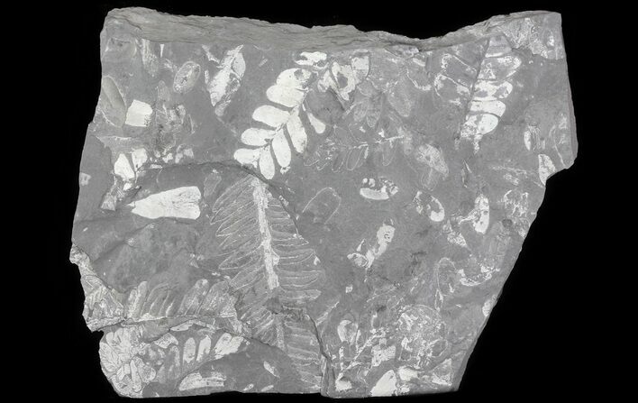 Wide Fossil Seed Fern Plate - Pennsylvania #65911